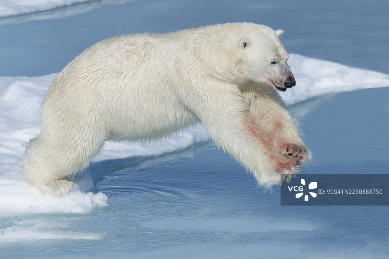北极熊（Ursus maritimus），雄性，腿上有血迹，跳过水面，斯瓦尔巴群岛，挪威斯匹次卑尔根岛图片素材