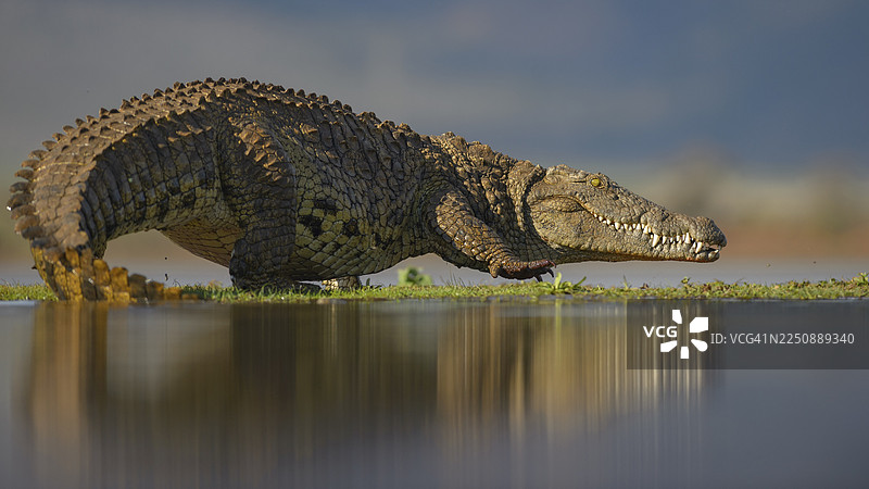 尼罗鳄（Crocodylus niloticus）在津曼加野生动物保护区、夸祖鲁-纳塔尔省、南非的湖泊草岛上行走图片素材