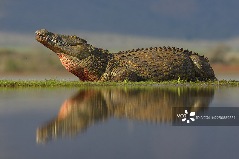 尼罗鳄（Crocodylus niloticus）在南非夸祖鲁-纳塔尔省齐曼加野生动物保护区休息，水中倒影图片素材