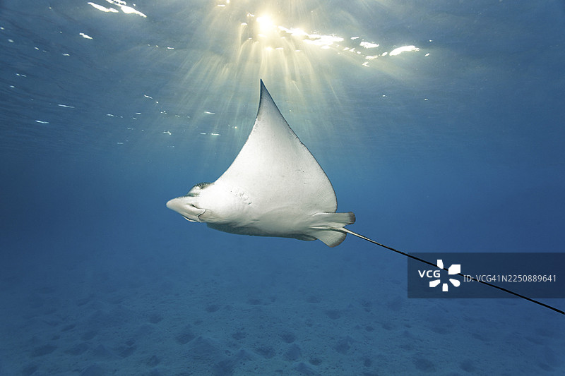 斑点鹰魟 (Aetobatus narinari),阳光穿透水面,沙质海底,印度洋,马尔代夫图片素材