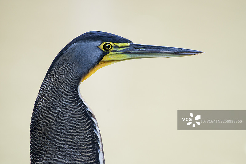 饰带虎鹭 (Tigrisoma fasciatum)，肖像，哥斯达黎加利蒙省图片素材