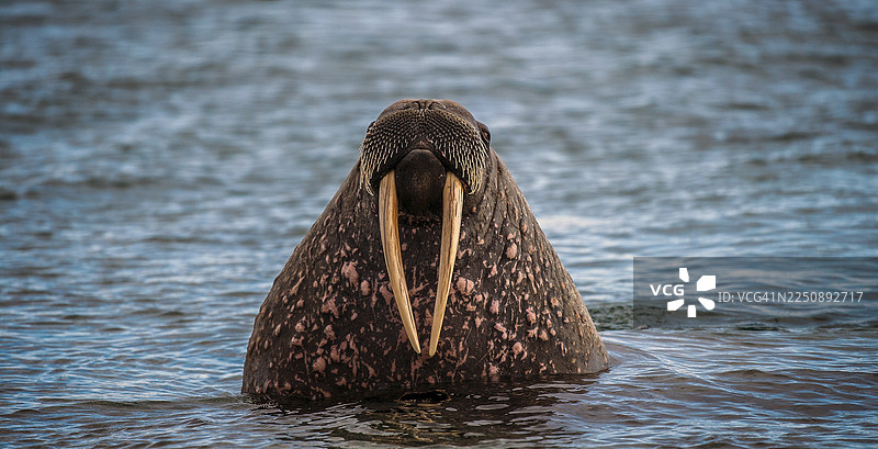 海象（Odobenus rosmarus）在水中，肖像，斯瓦尔巴群岛，北极，挪威图片素材