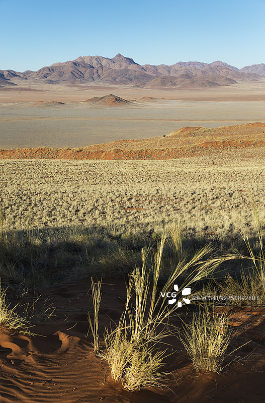 纳米布沙漠边缘的沙丘，覆盖着丛林草（Stipagrostis sp.），干旱的沙漠平原和孤立的山脊，位于专属的沃尔韦丹斯野生动物营地区域，纳米布兰德自然保护区，纳米比亚图片素材