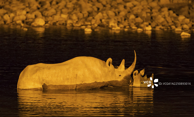 纳米比亚埃托沙国家公园奥考奎约营地，夜间灯光照射下的水坑旁，一只黑犀牛（Diceros bicornis）母牛带着小牛图片素材