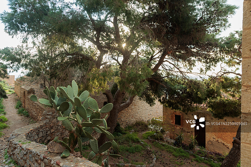 希腊伯罗奔尼撒拉科尼亚莫奈姆瓦夏传统老石屋后院，美丽的巨型地中海松树和仙人掌图片素材