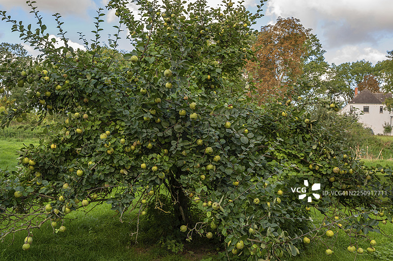 德国梅克伦堡-前波美拉尼亚州古特奥滕斯多夫的榅桲树(Cydonia oblonga),结满了成熟的果实,果园一景图片素材