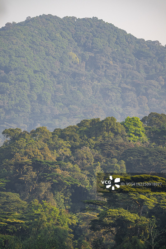 雨林、丛林、布温迪国家公园、乌干达图片素材