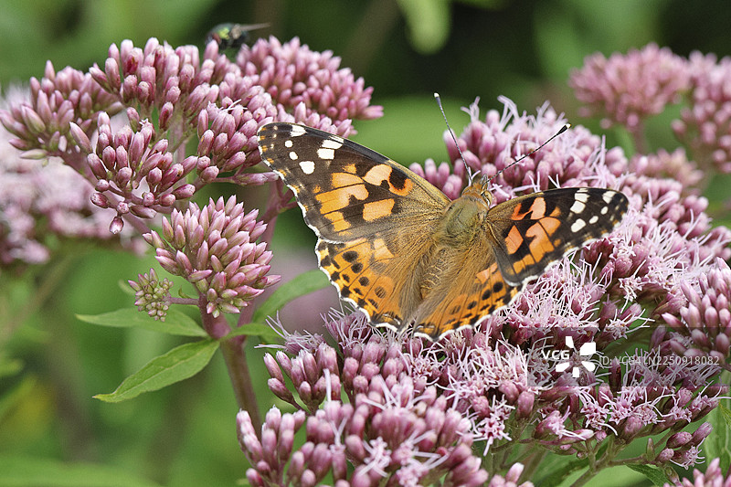 红花菜蝶（Vanessa cardui）在森林小径上常见的菊科植物（Asteraceae）花朵上，特写，德国北莱茵-威斯特法伦州维尔恩斯多夫。图片素材