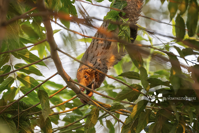 穿山甲正在爬树，白腹穿山甲（Phataginus tricuspis, Manis tricuspis），乌干达西部地区，穿山甲救援中心图片素材