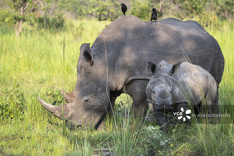 南方白犀牛（Ceratotherium simum simum）与幼崽，乌干达吉瓦犀牛保护区图片素材