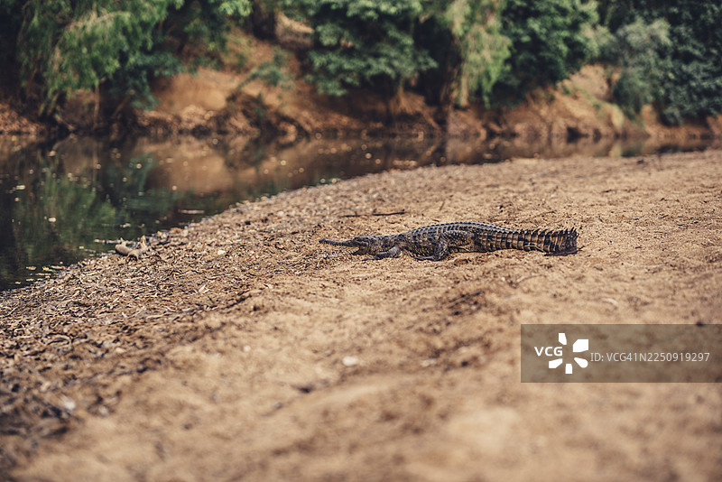 澳大利亚温贾纳峡谷国家公园内陆地区，有特殊光线氛围的鳄鱼图片素材