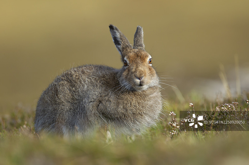 山兔（学名：Lepus timidus）成体，身着夏季毛皮，在苏格兰、英国凯恩戈姆山脉的山坡上休息图片素材