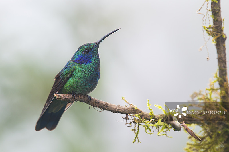 小紫耳蜂鸟（Colibri thalassinus），奎特萨尔国家公园，哥斯达黎加图片素材
