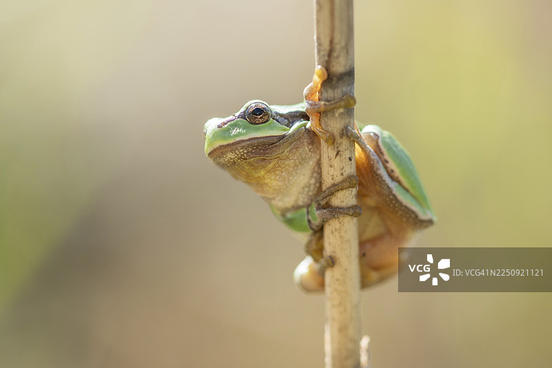 欧洲树蛙（Hyla arborea）栖息在森林边缘的植被中。法国，大东部大区，阿尔萨斯，下莱茵省。图片素材