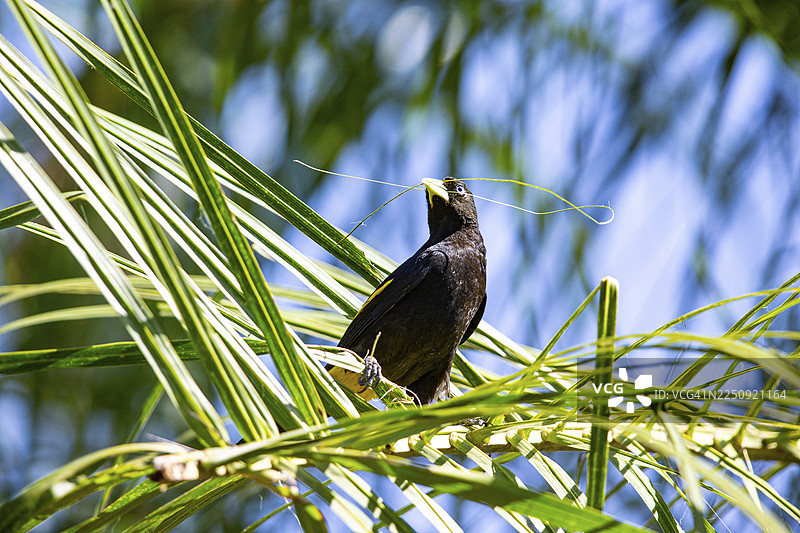 黄臀簇舌雀（Cacicus cela），巴西潘塔纳尔图片素材