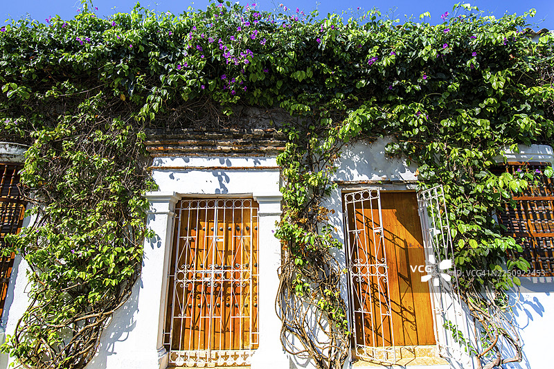 哥伦比亚，世界遗产围墙城市（Ciudad Amurallada）附近，盖特瑟马尼历史街区的风景优美的彩色街道图片素材