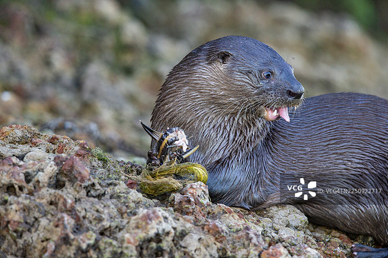 南美水獭 (Lontra longicaudis) 巴西潘塔纳尔湿地图片素材