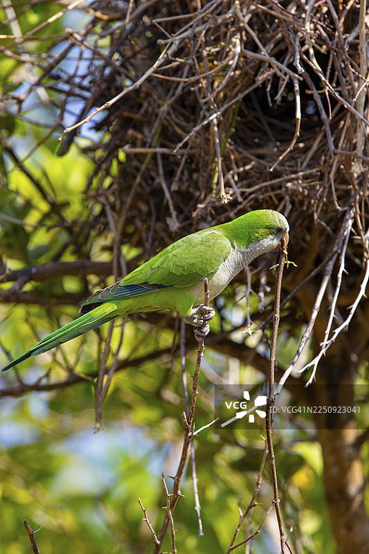 和尚鹦鹉（Myiopsitta monachus） 巴西潘塔纳尔湿地图片素材