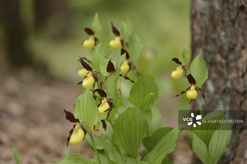 特写春天森林中的欧洲香荚兰(Cypripedium calceolus)花朵,位于上普法尔茨图片素材