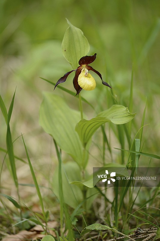 春季林中女士拖鞋兰(Cypripedium calceolus)花朵特写,上普法尔茨图片素材