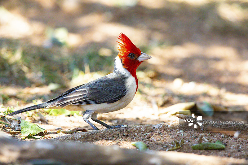 红冠雀（Paroaria coronata） 巴西潘塔纳尔湿地图片素材