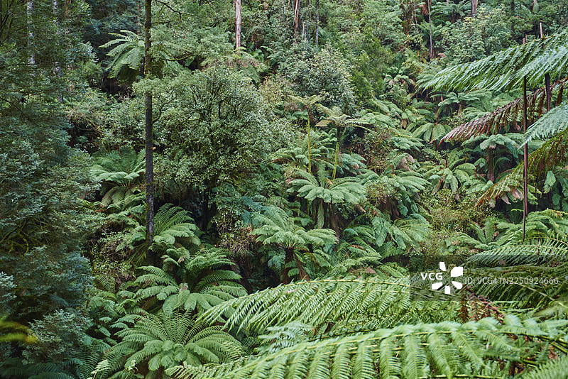 澳大利亚大奥特威国家公园春季森林自然风光图片素材