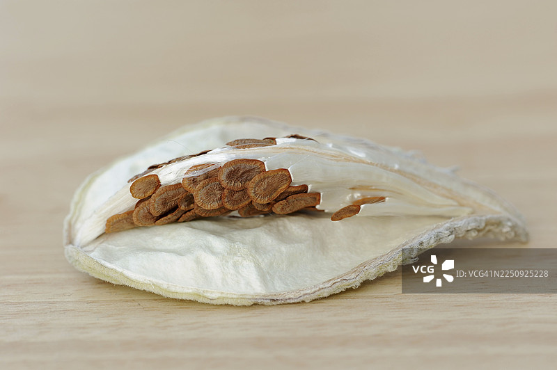 普通马利筋 (Asclepias syriaca)，带有种子的果实，观赏植物，原产于北美图片素材