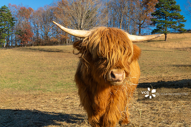 牧场里的高地牛图片素材