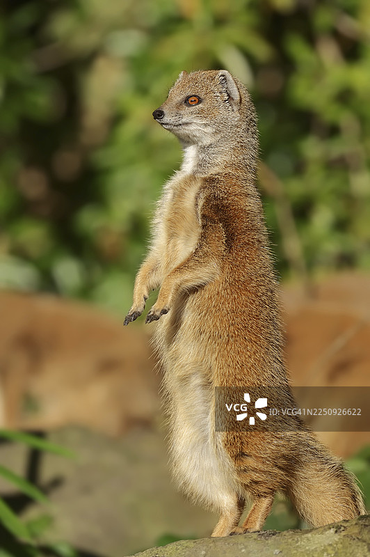 黄薮猫（Cynictis penicillata），圈养，分布于非洲图片素材