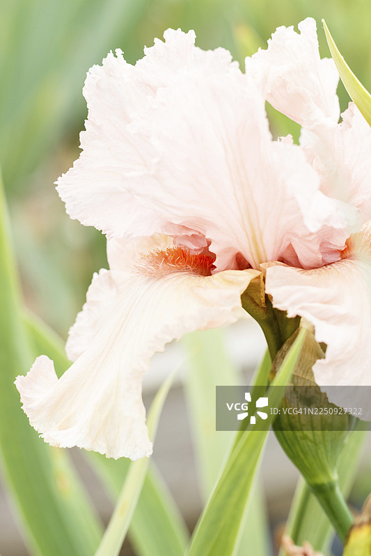 花园里盛开的美丽多彩的鸢尾花。特写，展现了夏日的娇嫩与美好。图片素材