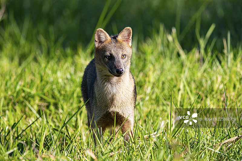 南美森林狐（Cerdocyon thous） 巴西潘塔纳尔湿地图片素材