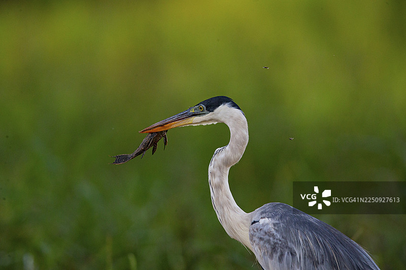 古柯鹭（Ardea cocoi） 巴西潘塔纳尔湿地图片素材
