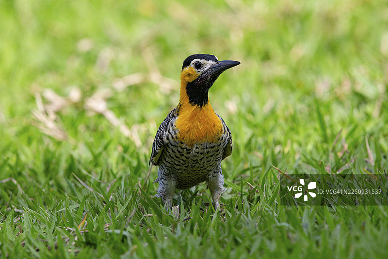 冠羽鴷（Colaptes campestris）在巴西潘塔纳尔湿地图片素材