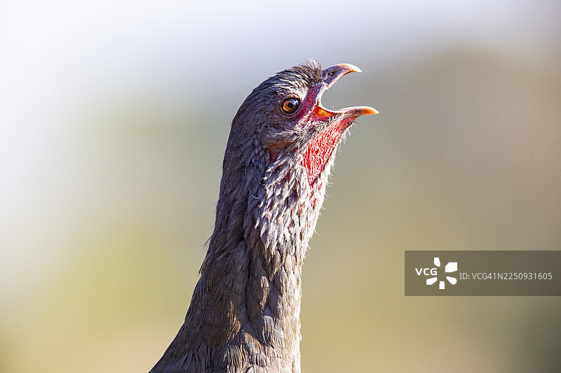 查科雀 the chachalaca (Ortalis canicollis) 巴西潘塔纳尔湿地图片素材