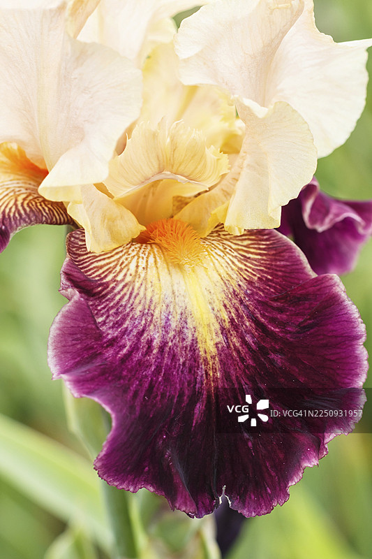 花园里盛开的美丽多彩的鸢尾花。特写，展现了夏季的娇嫩和概念。图片素材