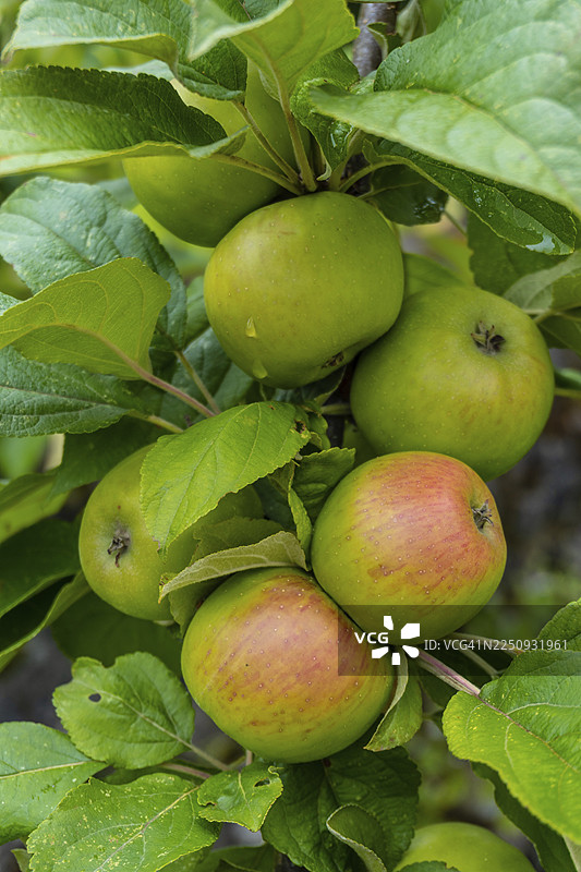 树上的青苹果，用于酿造苹果酒的苹果，这是巴斯克地区吉普斯夸省的典型饮品。巴斯克地区图片素材