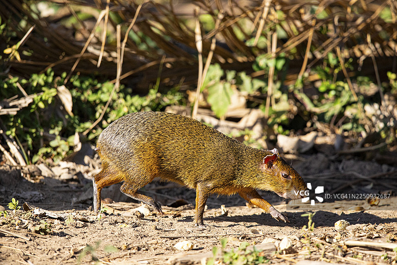 阿扎拉氏刺豚鼠 (Dasyprocta azarae) 巴西潘塔纳尔湿地图片素材