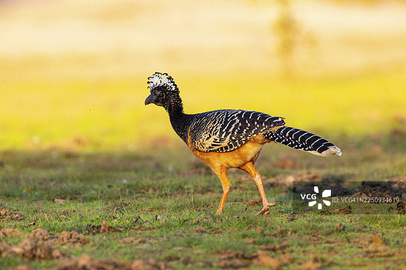巴西潘塔纳尔的裸脸霍克鸟（Crax fasciolata）图片素材
