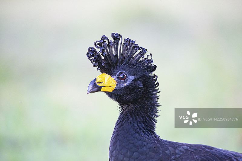 巴西潘塔纳尔的裸脸山雀（Crax fasciolata）图片素材