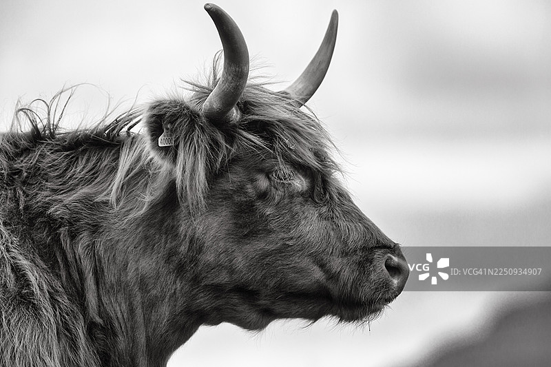 苏格兰高地牛（Bos primigenius f. taurus），高地牛或Kyloe，头部特写，单色，刘易斯和哈里斯岛，外赫布里底群岛，赫布里底群岛，苏格兰，英国图片素材