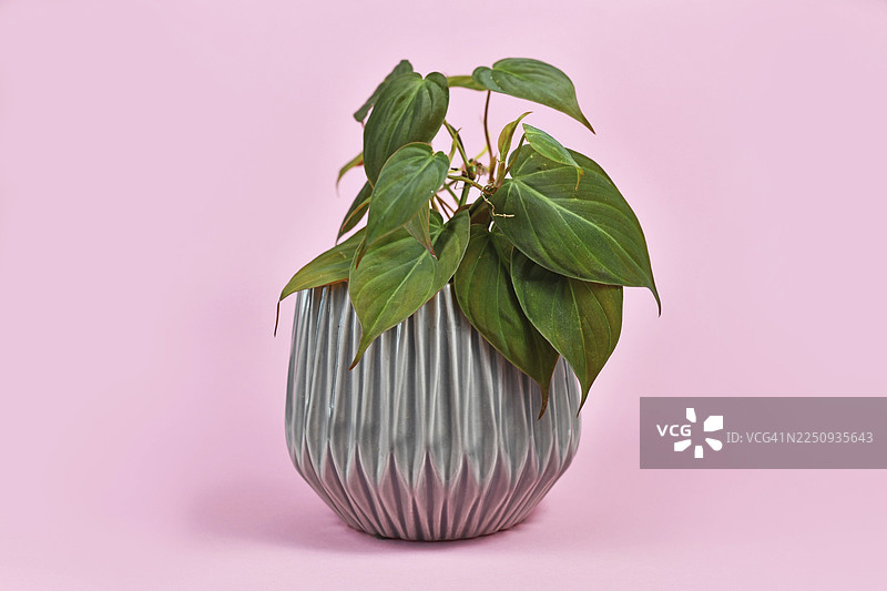 粉色背景下，灰色花盆里种植着热带植物“心叶蔓绿绒米卡斯”，其心形叶片具有天鹅绒般的质感。图片素材