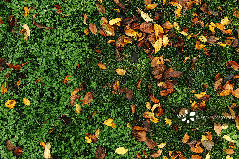 秋天的落叶散落在绿色的草地上图片素材