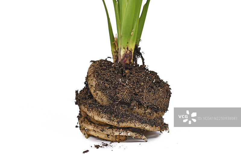 白色背景下，鹤望兰植物肥大的白色根系沾有泥土图片素材