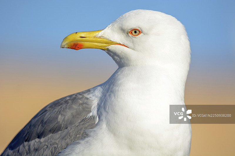 摩洛哥索维拉港的黄脚鸥（Larus michahellis）肖像图片素材