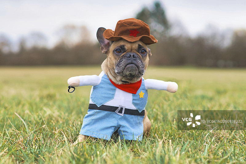 一只有趣的法国斗牛犬，穿着嘉年华或万圣节风格的全身牛仔服，配有假手臂，站在草地上。图片素材