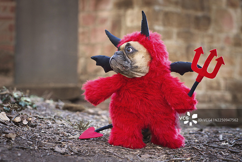一只法国斗牛犬穿着红魔鬼服装，身穿毛茸茸的全身服，配有假手臂，手持三叉戟，还有恶魔尾巴、角和黑色蝙蝠翅膀，站在模糊的墙壁前。图片素材