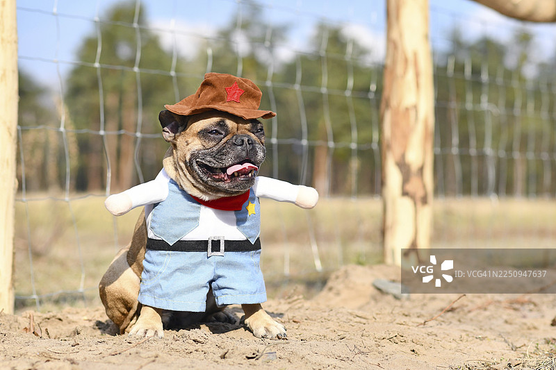 一只浅褐色法国斗牛犬，身穿带有假手臂、马甲和帽子的狂欢节或万圣节牛仔全身服装，站立在沙地上图片素材