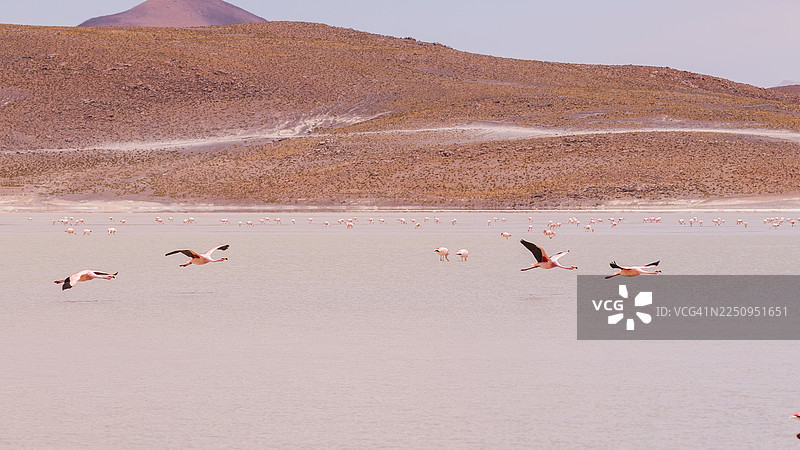 玻利维亚的臭味湖上飞翔的火烈鸟图片素材