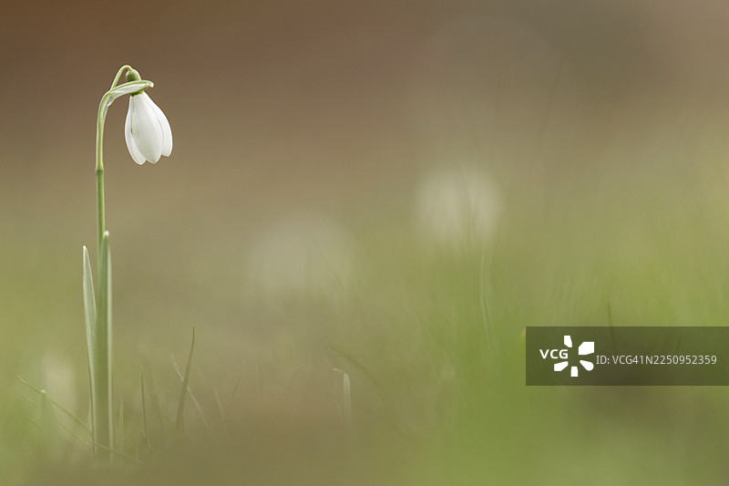 普通雪花莲 (Galanthus nivalis)图片素材