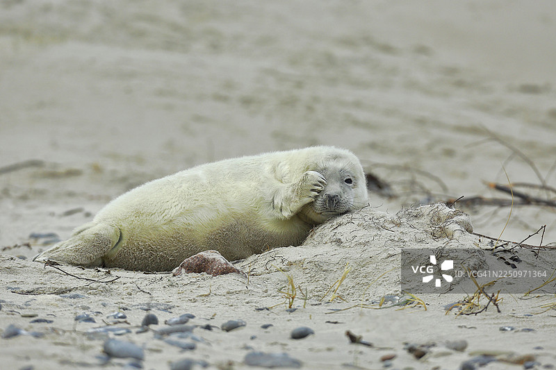 灰色海豹(Halichoerus grypus)幼崽,趴在沙滩上,用一只爪子遮住一只眼睛,地点:德国石勒苏益格-荷尔斯泰因州图片素材